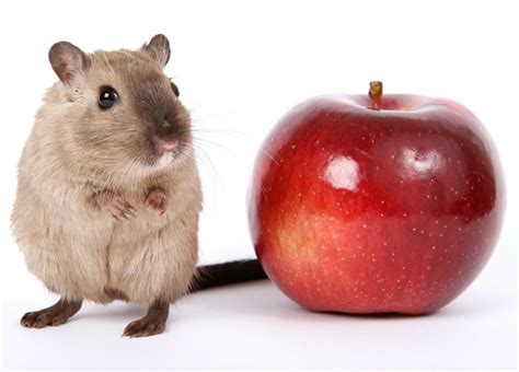 Gerbillo: caratteristiche e cura del piccolo roditore - GreenStyle