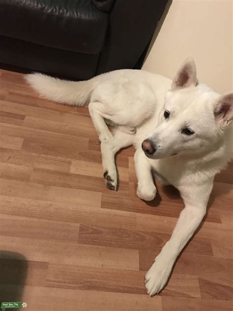 Labrador Husky Cross Akita at Crystal Blackwell blog