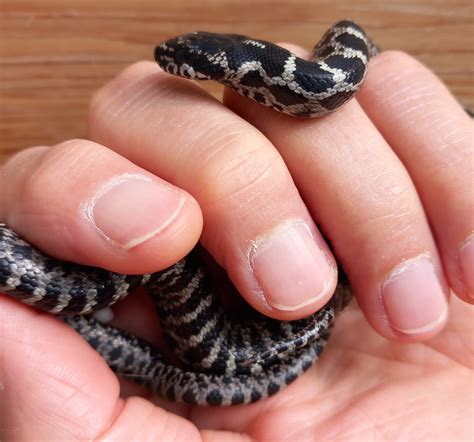 For Sale - European snakes and other rarities | FaunaClassifieds