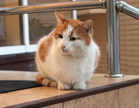 Краснополянский уличный котик | Пикабу