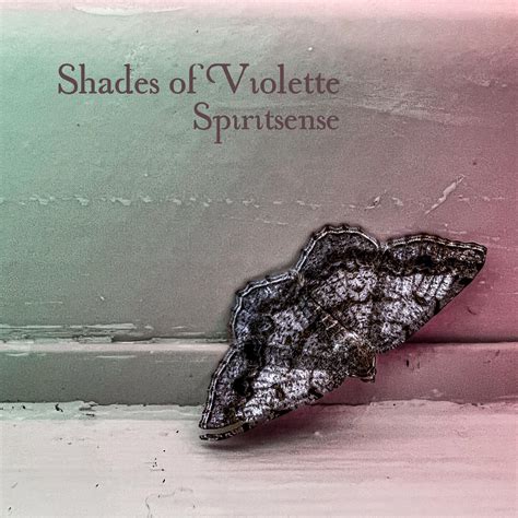 Shades of Violette | Washington D.C. DC