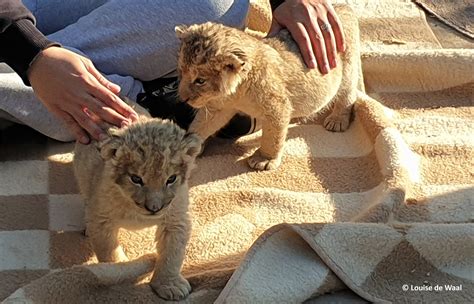 It’s high time SA shut down the captive lion breeding industry
