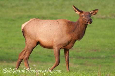 Do You Just Shoot the Bull? – Bob Shank Photography