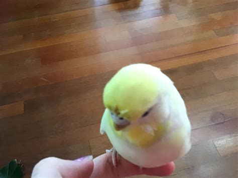 My budgie is usually very noisy, but sometimes she is white🕊🕊🕊 : r/budgies