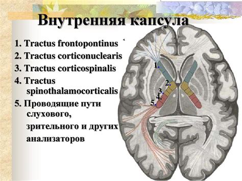 Белое вещество центральной нервной системы - online presentation