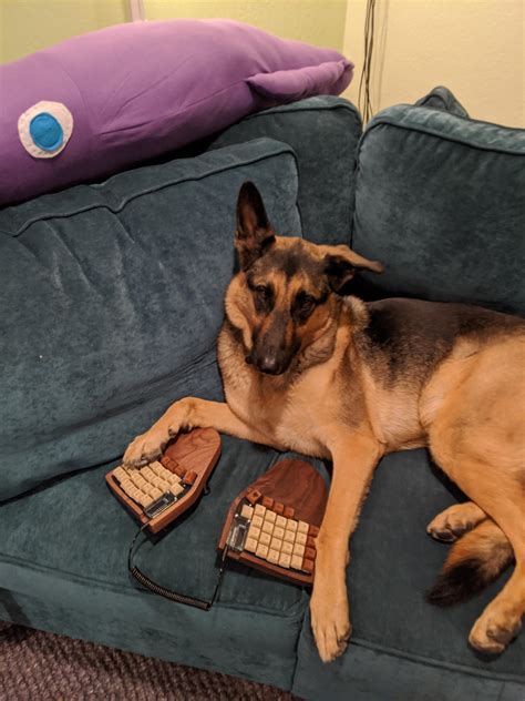 Keyboard to match my dog : r/MechanicalKeyboards