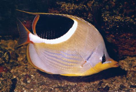 Chaetodon | genus of fish | Britannica