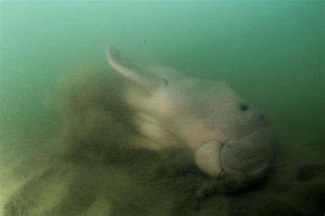 bangkok post baby dugong mariam  stream  facebook