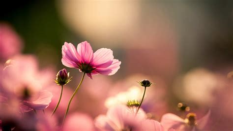 Imagens De Flores Lindas E Delicadas - Papel De Parede De Flores Rosas Lindas Do Mundo Introduzir 85+ Imagem