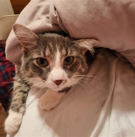 Where to find the most recent waterloo courier obits online today 6