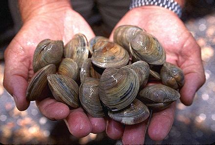 Ameixa (molusco) - Wikipedia, a enciclopedia libre