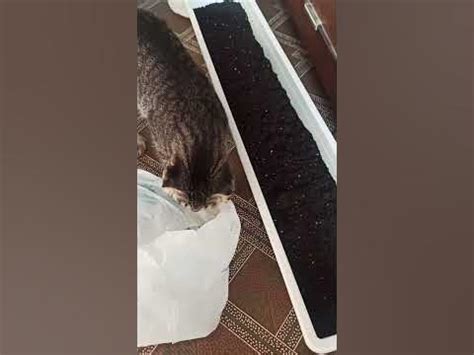 #тимоха #timoha #funny #animal #cat #тимофей #играет #котик - YouTube