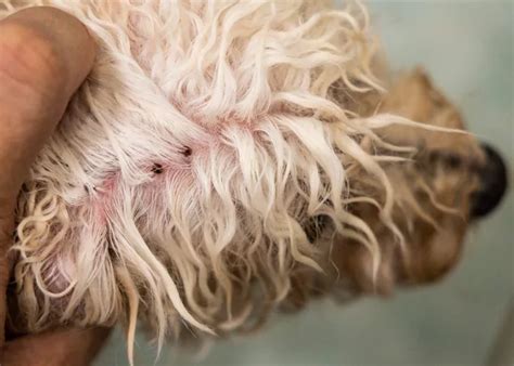 how to know if my dog has a tick