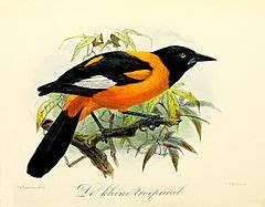 Category:Onze vogels in huis en tuin - vol. 3 - Wikimedia Commons