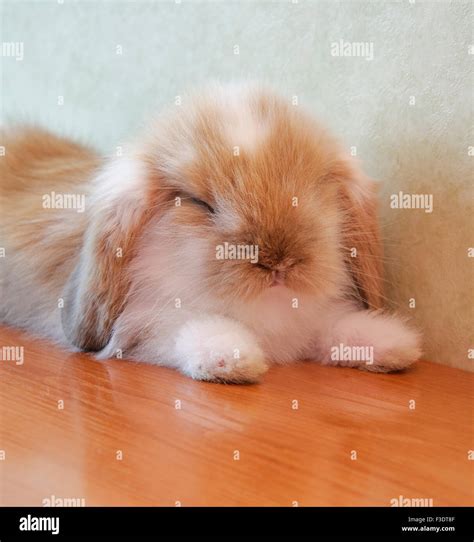 Fluffy Baby Bunny