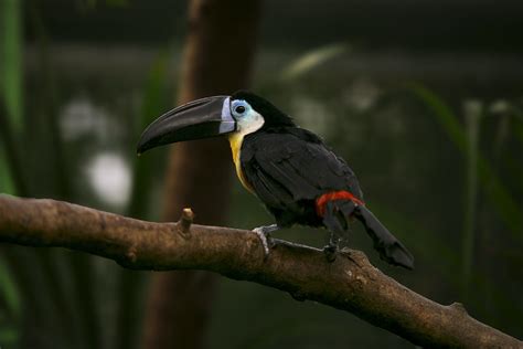 Черноклювая андигена (лат. Andigena nigrirostris)