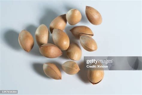 Ginkgo Biloba Seeds Photos and Premium High Res Pictures - Getty Images