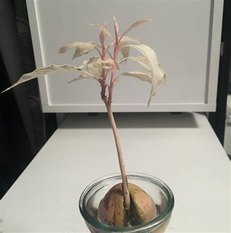 How to Take Care of Newly "Successful" Cutting? : propagation