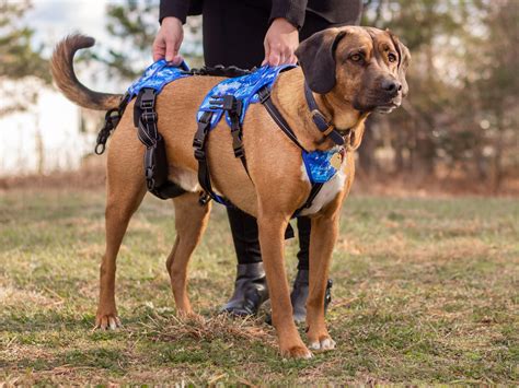 The 12 Lumps (and Bumps) of Canine Skin – Walkin' Pets