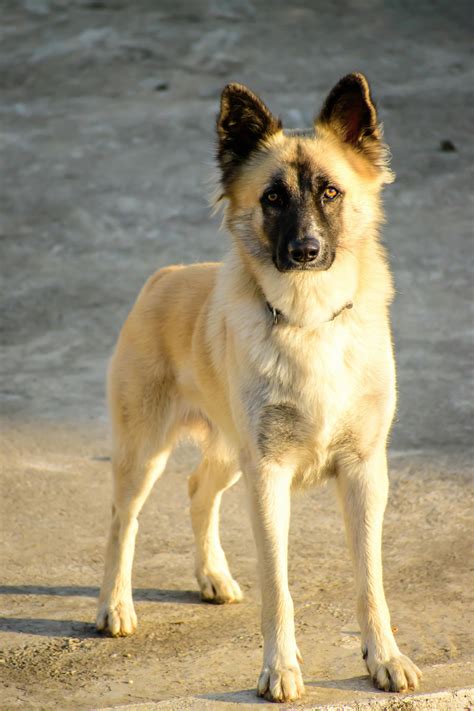 Brown German Shepherd