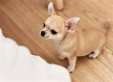 puppies  adoption petclassifiedscom