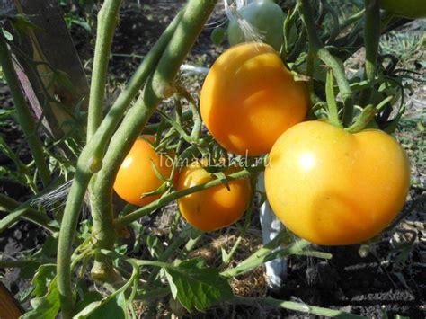 Томат Зеро: описание сорта, ОТЗЫВЫ (5), фото, урожайность | tomatland.ru