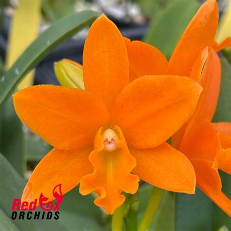 brassolaeliocattleya young min orange golden satisfaction