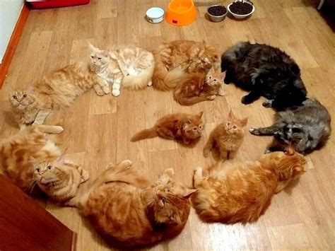 Кото магия | Пикабу