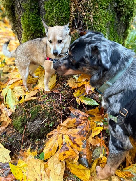 Heather Christensen Nelson