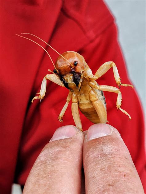 Potato Bug Face
