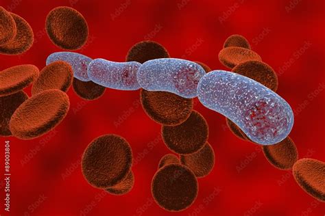 Shape Of Bacillus Anthracis Cell
