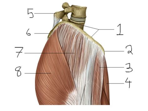 Lateral Thigh Flashcards | Quizlet