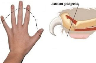 Силиконовые накладки на когти кошке