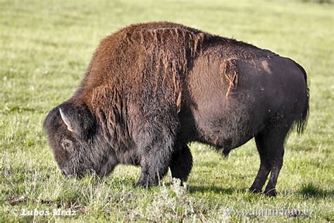 Bison bison Pictures, American Bison Images, Nature Wildlife Photos ...