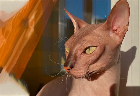 Логотип для питомника кошек on Behance