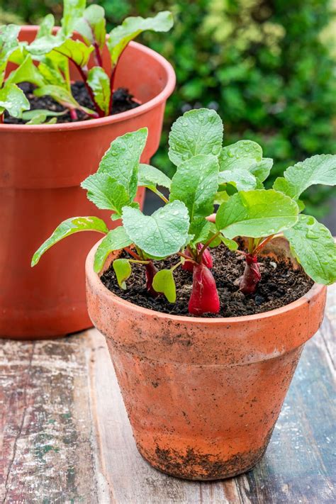 Growing Beets In Containers: Everything You Need To Know