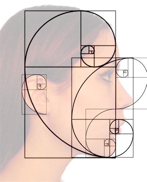 7 Beautiful Examples Of The Fibonacci Sequence In Nature