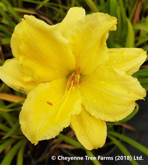 Daylily – Happy Returns – Cheyenne Tree Farm – Trees, Shrubs