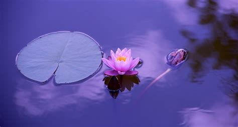 Lotus Flower - Meaning, Symbolism and Colors | Flower Meanings