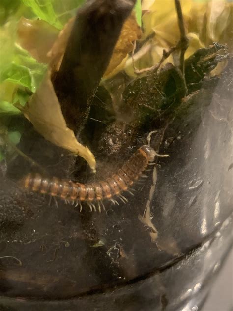 My new buddy came out to say hi! : r/millipedes