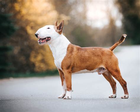 bull terrier modern dog magazine