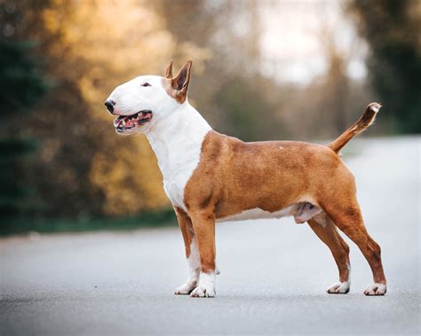 Bull Terrier Breed: Characteristics, Care Photos BeChewy, 45% OFF