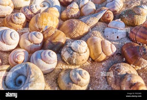seashells composition summertime background  shells