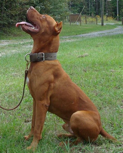 American bandogge mastiff – Artofit