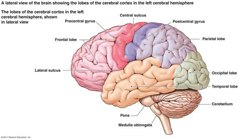 Emisferele Cerebrale - Sistemul Nervos
