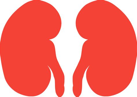 SVG > intern System Organ Anatomie - Kostenloses SVG-Bild & Symbol ...