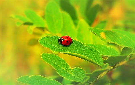 dot ladybug insect   photo  pixabay pixabay