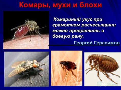 Презентация на тему: "Комары, мухи и блохи Комариный укус при грамотном ...