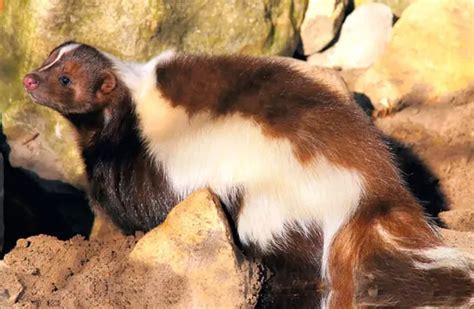 Skunk - Description, Habitat, Image, Diet, and Interesting Facts