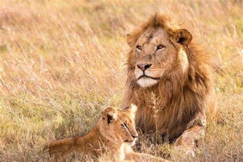 Leao Vive Quantos Anos - Onde o LEÃO vive: habitats no mundo
